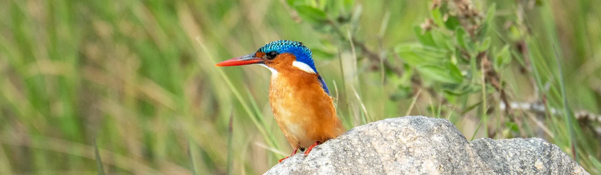 Martin-pêcheur huppé perché sur un rocher dans le parc national Kruger