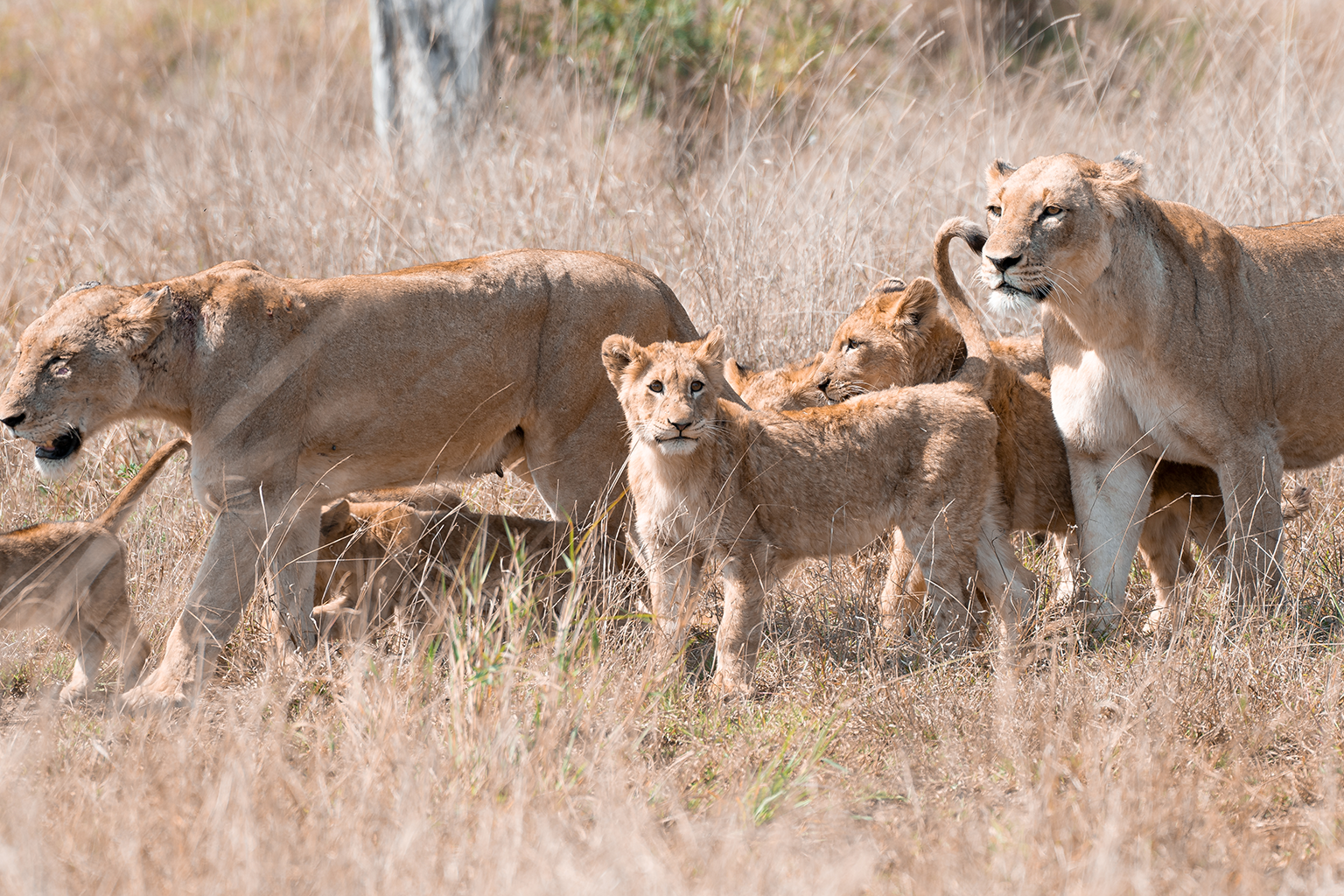 Best Predator Routes Around Satara