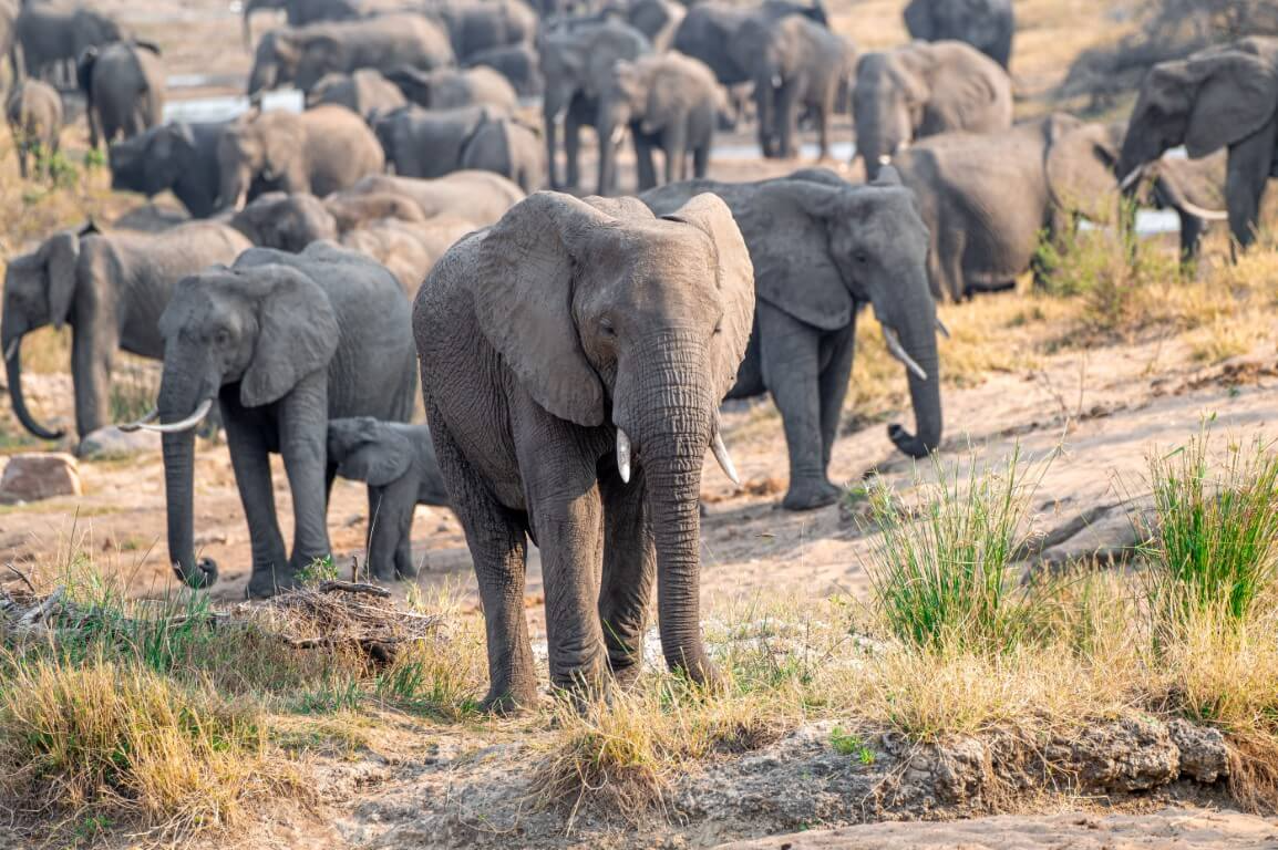 African Elephant