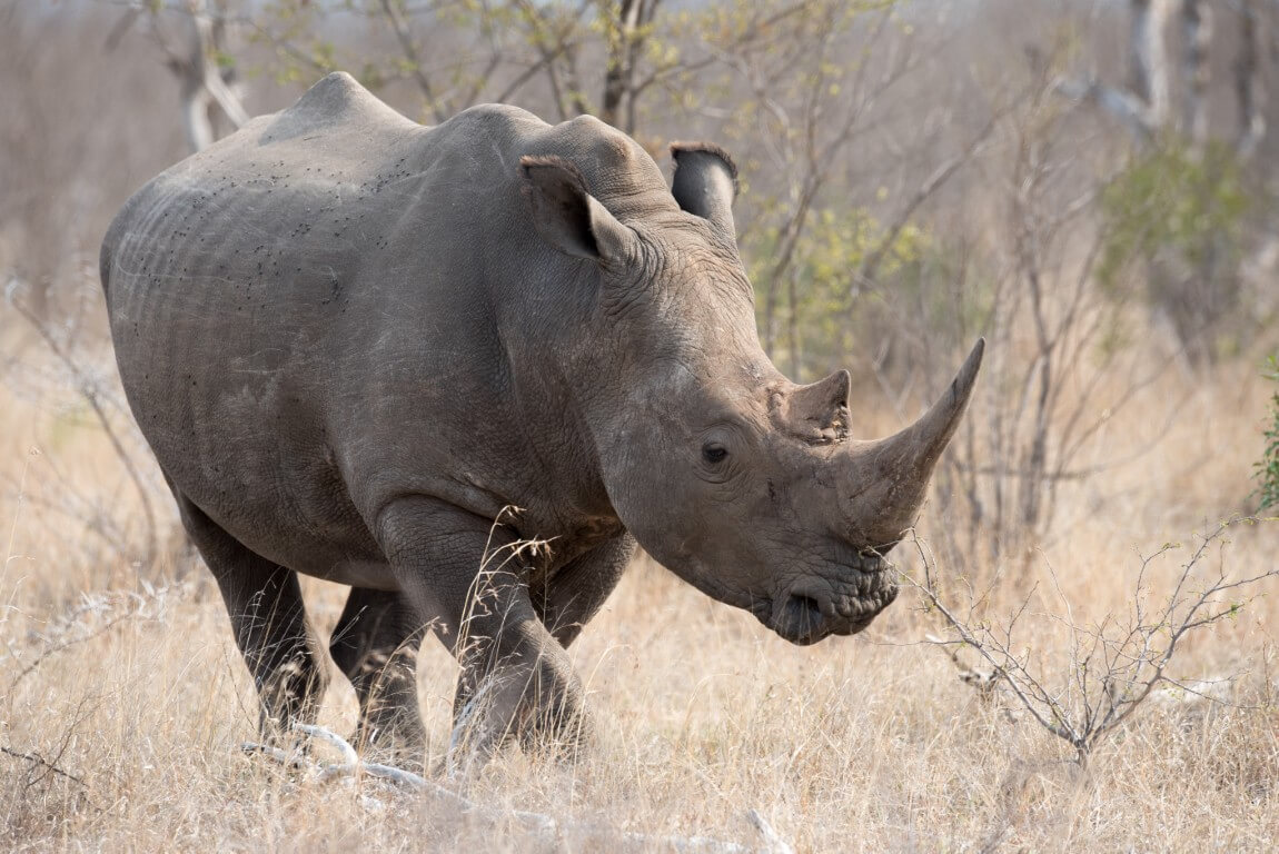 Rhinoceros