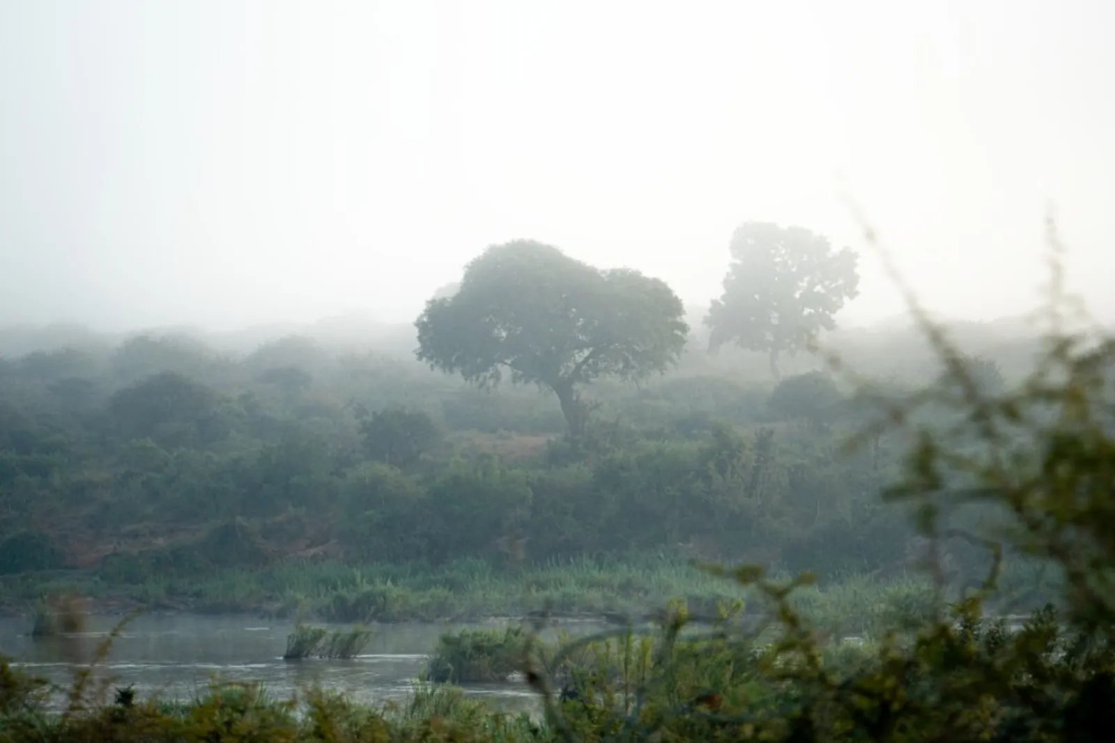 Kruger vs Sabi Sand: Which Safari Is Right for You?