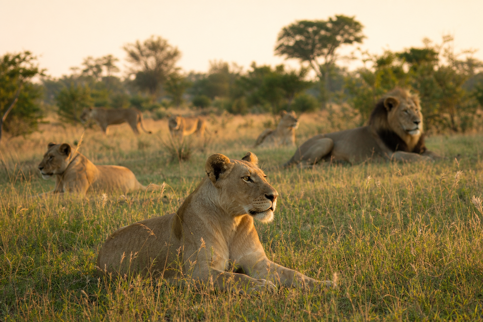 Reading Lion Behaviour Safely