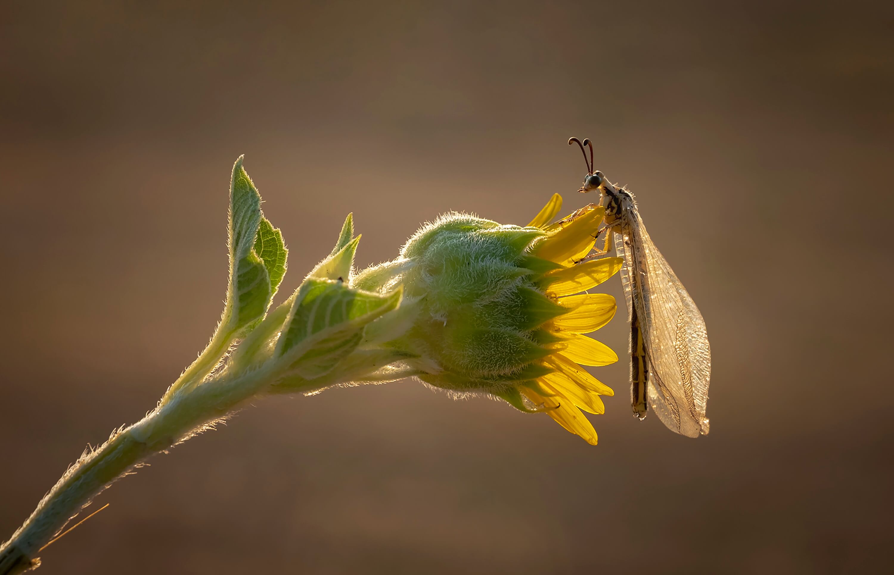 Ant Lion
