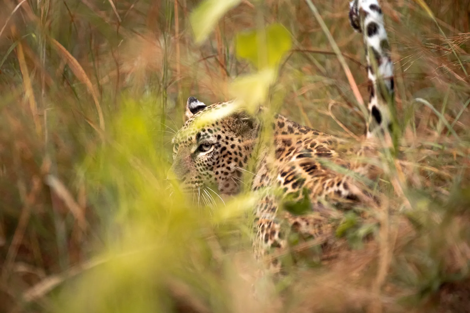 Leopard Resting