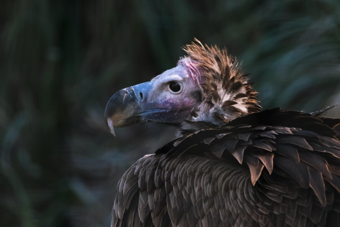 The Ugly 5: Celebrating the Misfits of Kruger National Park