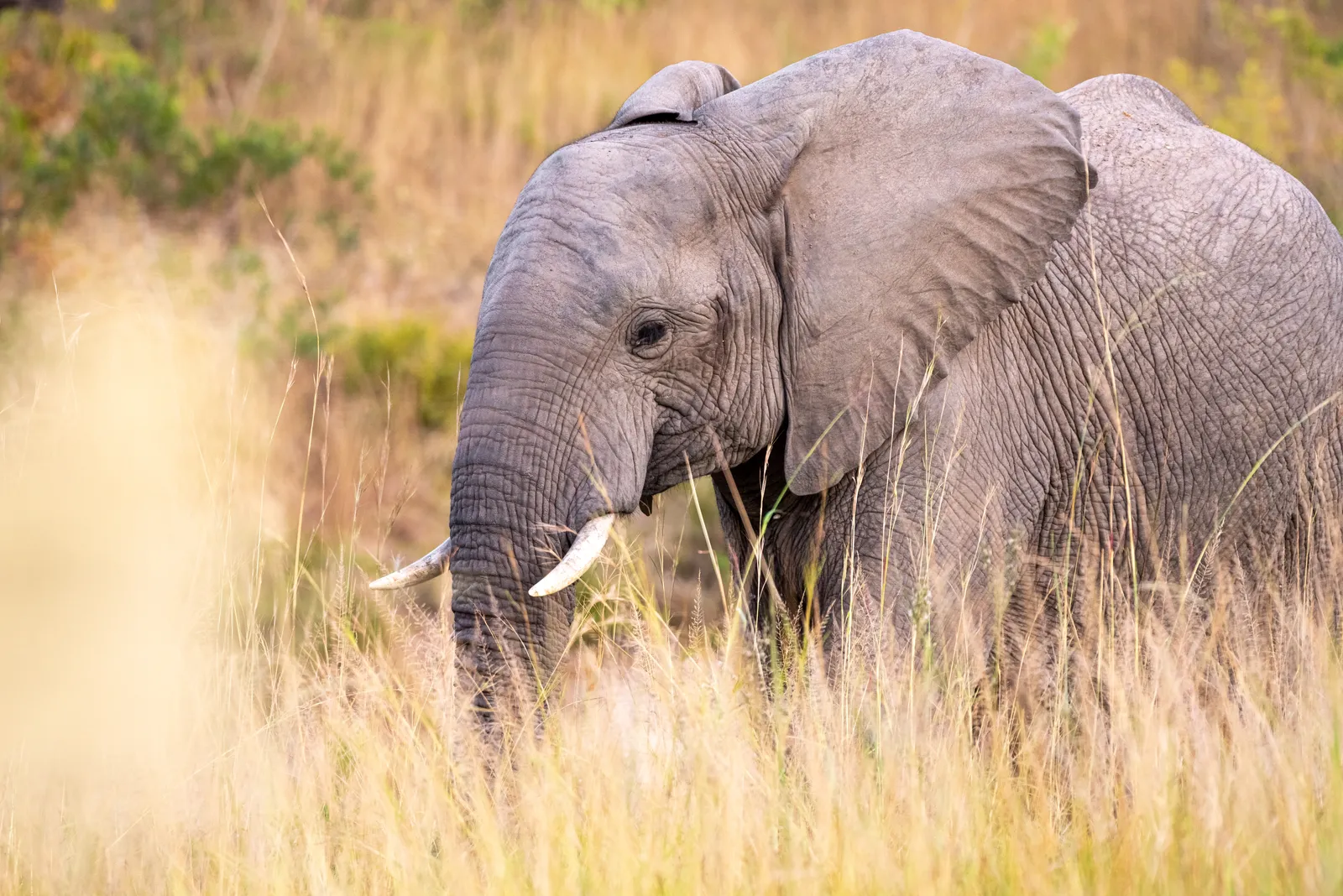 Elephant Herd