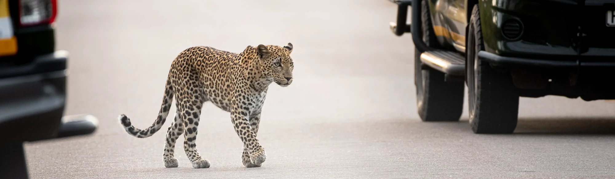Leopard überquert eine Asphaltstraße zwischen Safarifahrzeugen im Krüger Nationalpark