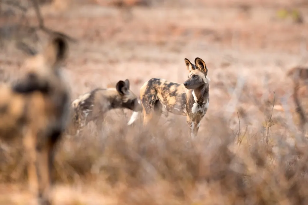 African wild dog pack in the bushveld