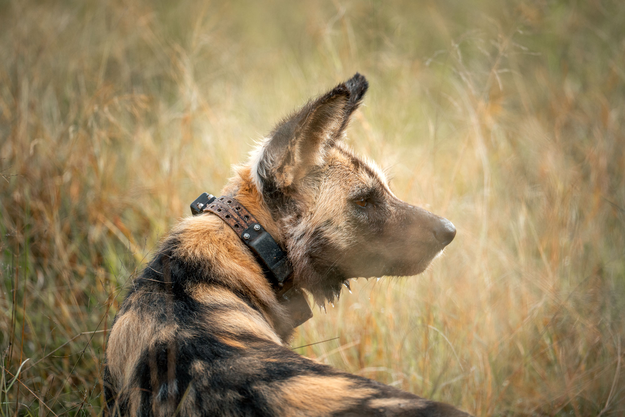 Collared African wild dog in the Greater Kruger
