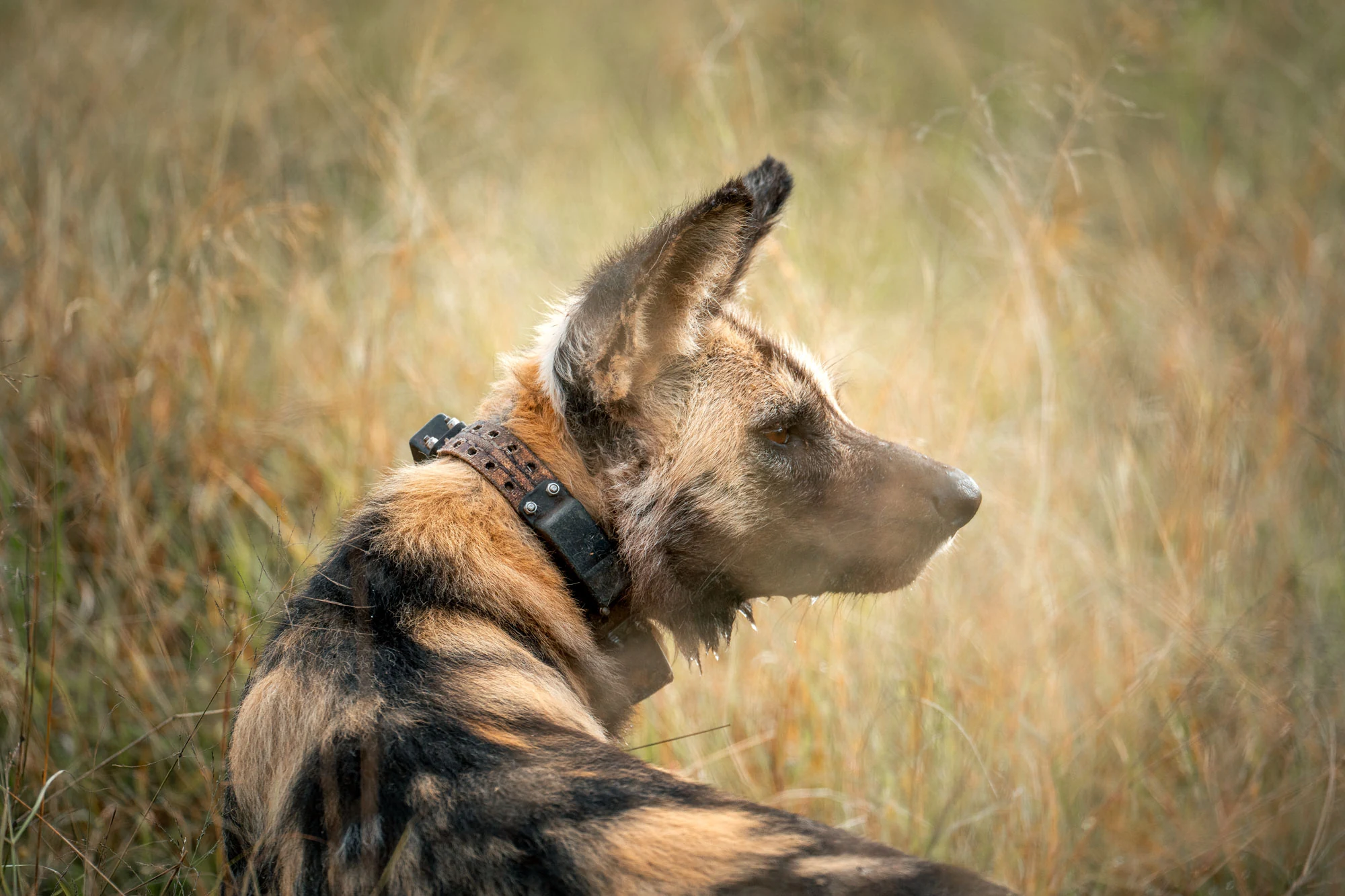 Afrikanischer Wildhund mit Senderhalsband im Greater Kruger