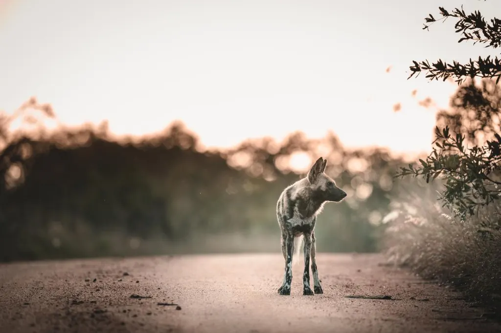 African wild dog on a dirt road — unique painted coat