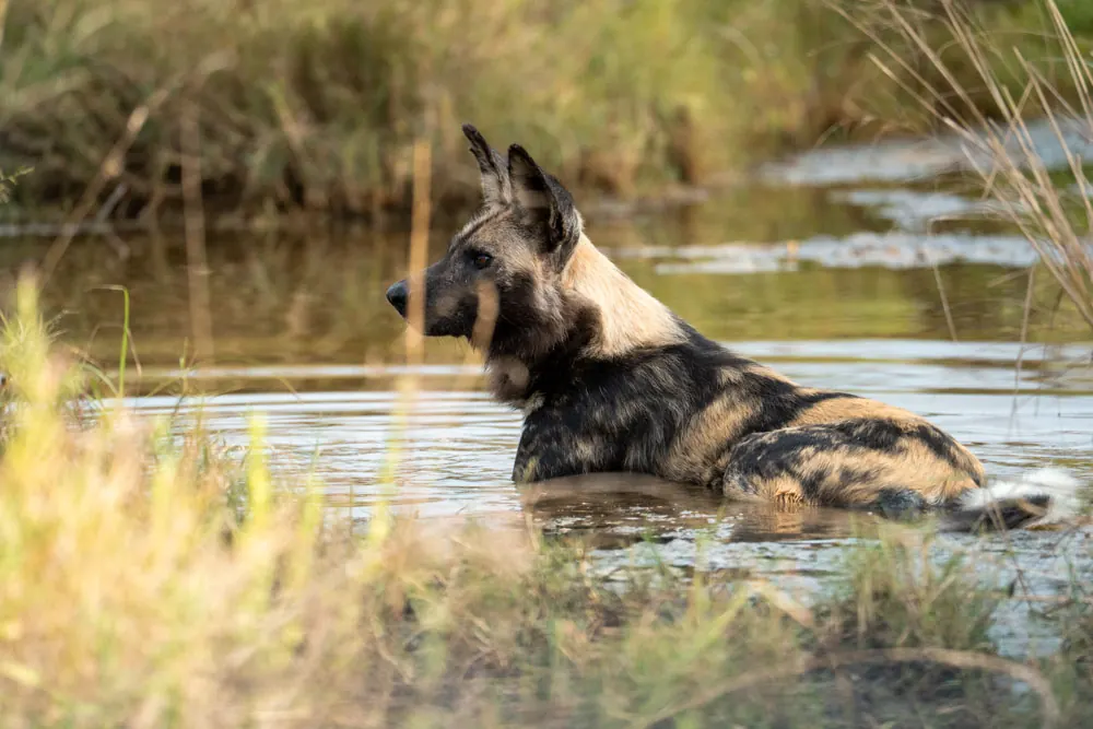 African wild dog resting in water